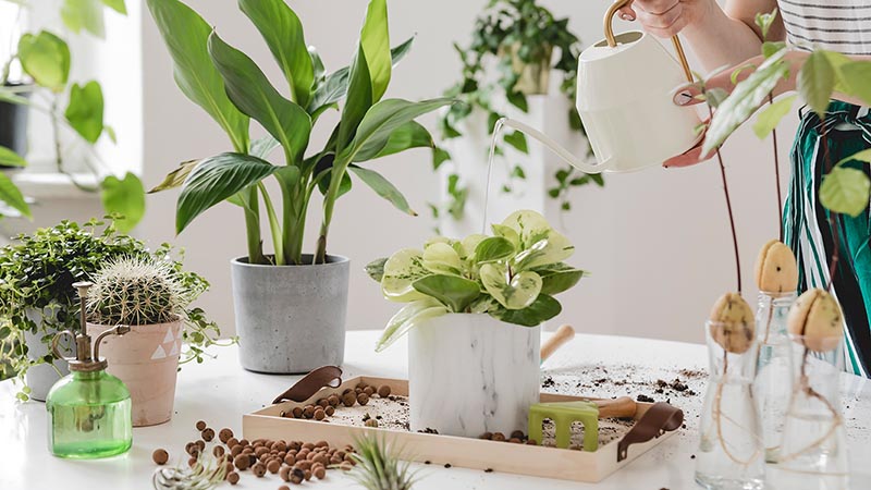 Cách trồng và chăm sóc cây cảnh để bàn luôn tươi tốt