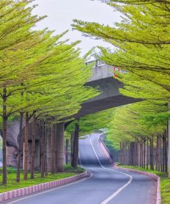 Cây bàng đài loan