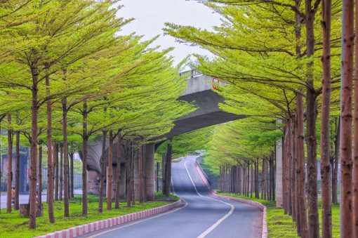 Cây bàng đài loan