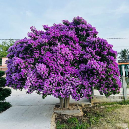 Cây bằng lăng