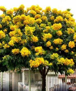 Cây giáng hương
