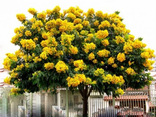 Cây giáng hương