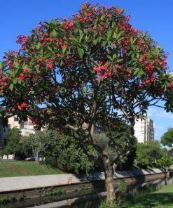 Cây hoa sứ hồng