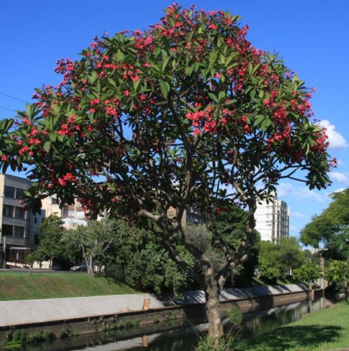 Cây hoa sứ hồng