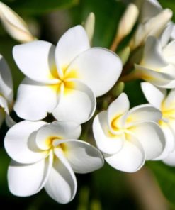 Cây hoa sứ trắng