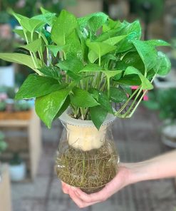 Cây trầu bà thủy sinh
