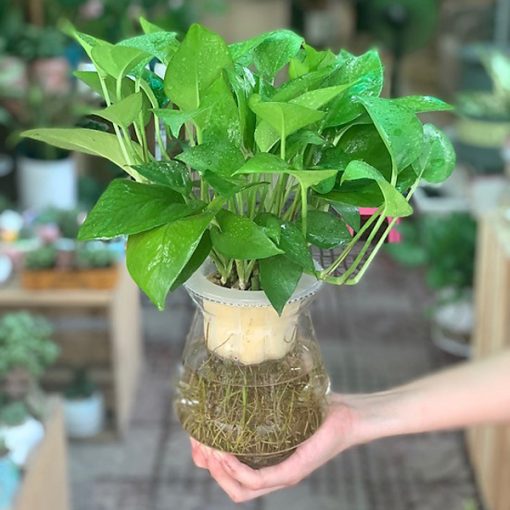 Cây trầu bà thủy sinh