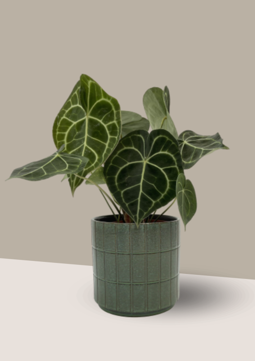 Cây Anthurium Clarinervium (Hồng Môn Nữ Hoàng)