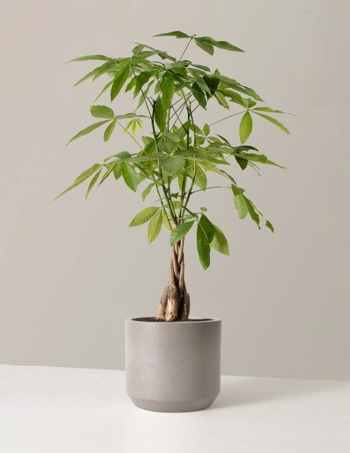 Cây Kim Ngân