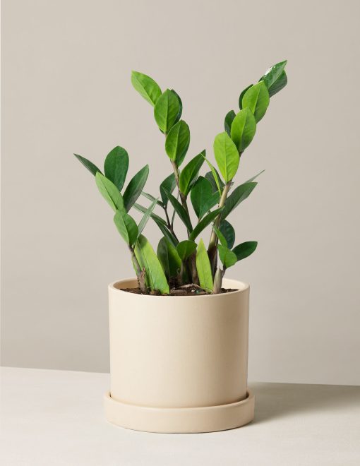 Cây Kim Tiền Mini