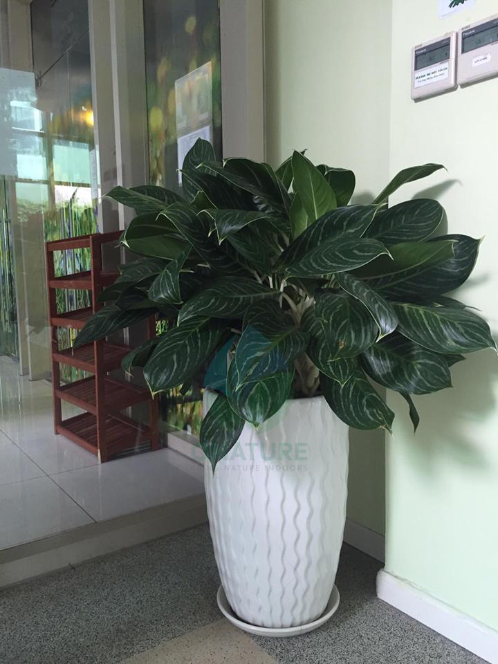 bạch mã 1