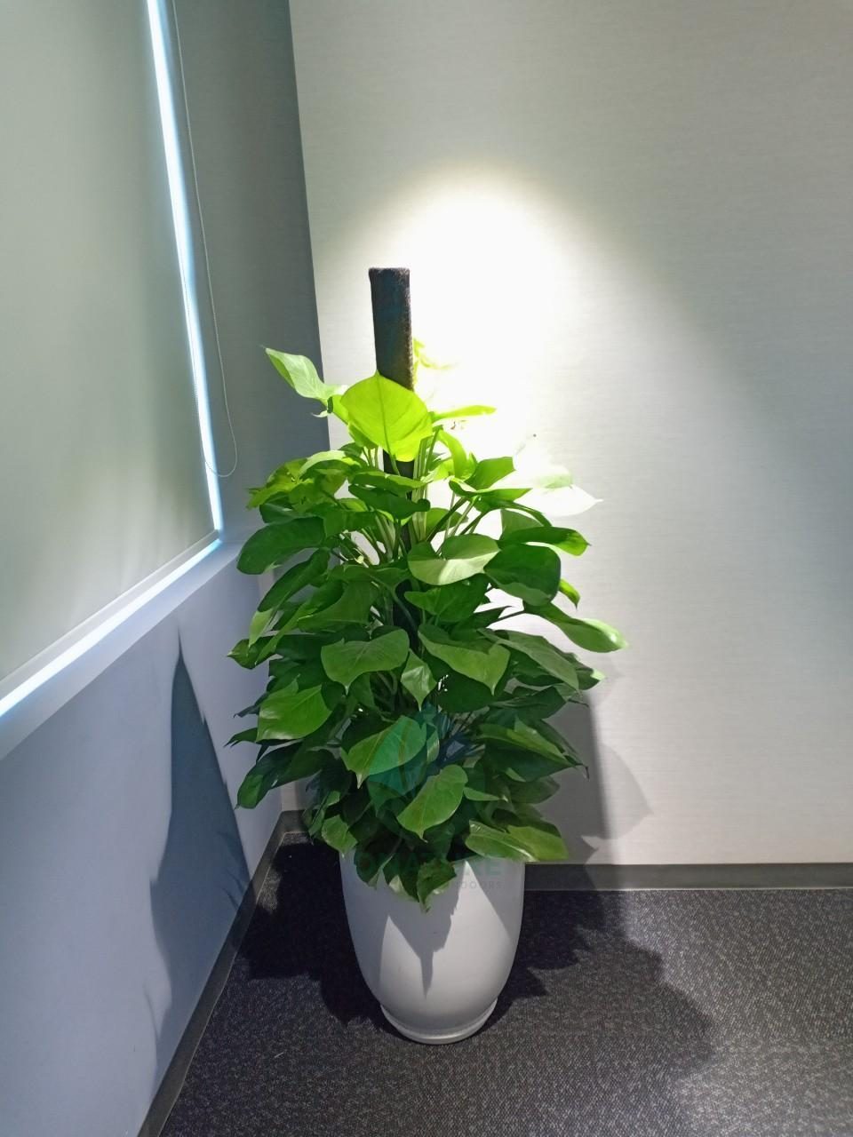 vạn niên thanh cột 1