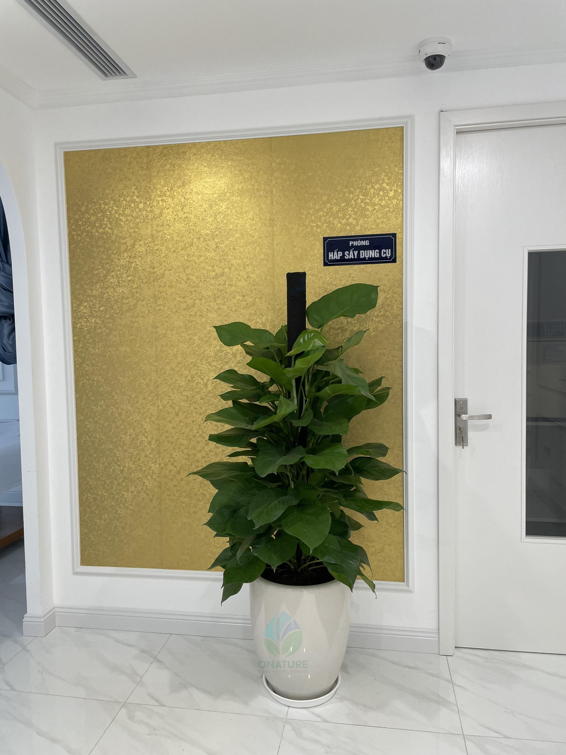 vạn niên thanh cột 4