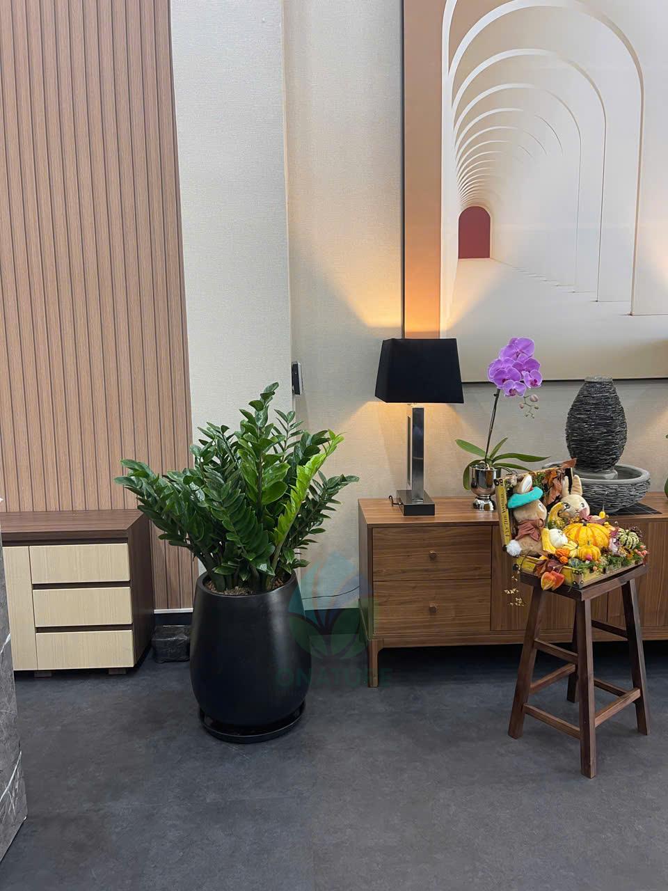 kim tiền đại 1 oanture